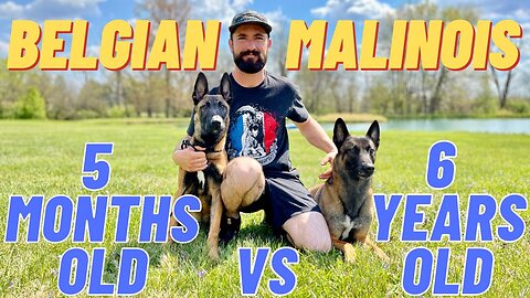 MY TWO BELGIAN MALINOIS! TRAINING TIPS & SHOWCASE!! 6 YEARS OLD VS 5 MONTHS OLD