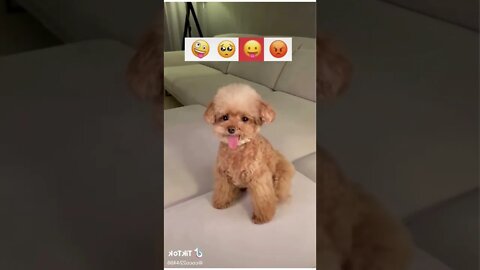 Can yours do that-😡😛🥺🤪#pets #dogs #animals #cute #funnyvideo #fy