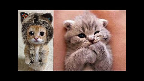 You can enjoy be funny Animals 2023 | Funniest Cats and dogs