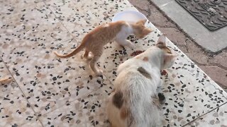 Kitten wants to drink Milk but Mom cat dont let him drink