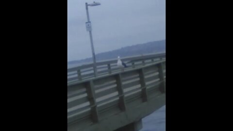seagull walking on the Ocean Beach Pier