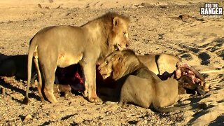 A Feast For Scavengers | Archive Lion, Leopard, Hyena Footage
