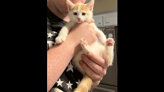 Kitty Slaps Her Mom for Laughing