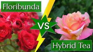 Floribunda vs Hybrid Tea: Comparison of Rose Types