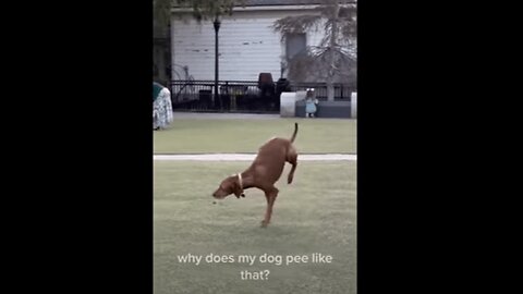 Who needs four paws when you can impress everyone with a handstand while peeing?🐾🤸‍♂️💦