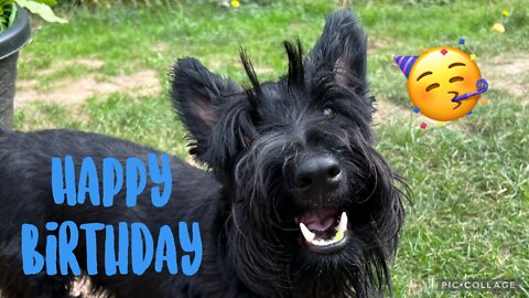 Scottish Terrier Rory is 2! Happy birthday 🥳