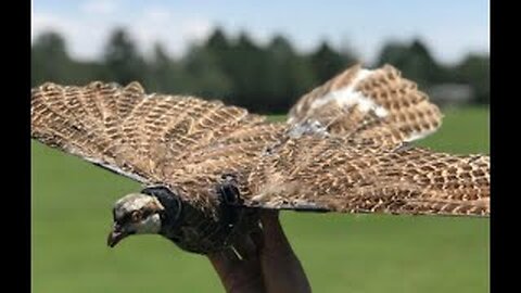 Zombie Birds made from Dead Birds