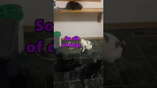 #shorts | 4 Cats Hold Secret Meeting