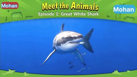 Meet the Animals, Episode 1: Great White Shark 🦈🦈🦈