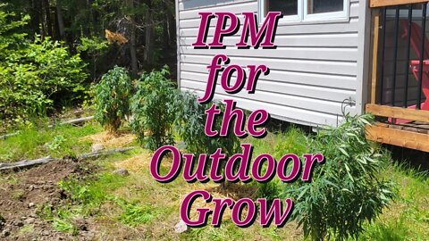 IPM for the Outdoor Grow #MarsHydro #TSW2000 #RootedLeaf