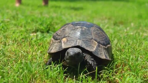 Tortoise crawls on green grass. Endangered pet in tropical climate. Environmental conservation. Wild