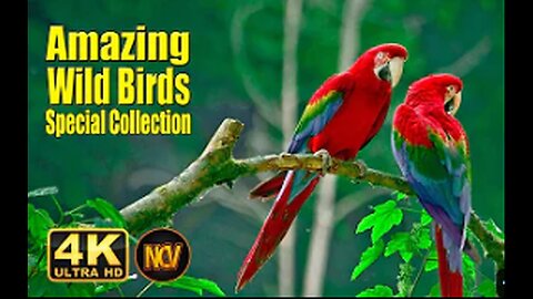Birds Special Collection 2022 A wild video . Wild Creature