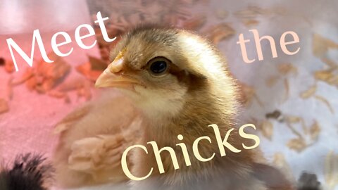 Meet the chicks!!!🥳
