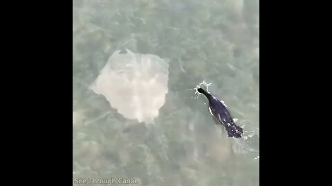 Cormorant following a large stingray to catch fish scared out of their hiding place in the sea grass