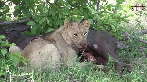 Daughters Of The Mapogo Lions - Rebuilding The Othawa Pride - 149: Feeding On A Buffalo