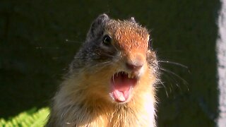 Ground squirrel calls for her babies in the most adorable way