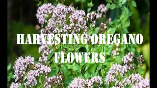 Harvesting Oregano Flowers