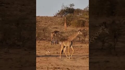 Wildlife Sightings Today 25/07/22 (Lions, Leopard, etc) | Lalashe Maasai Mara | #shorts