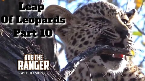 Leap Of Leopards: Mother And Cubs (10): One Brave Cub Entertains