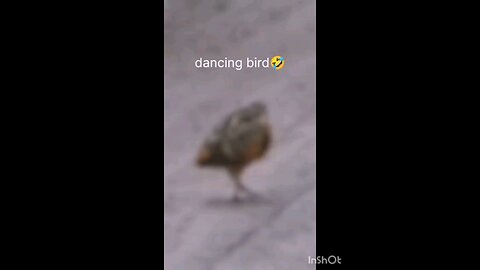 Hey guys see wonderful Dancing💃 bird.......