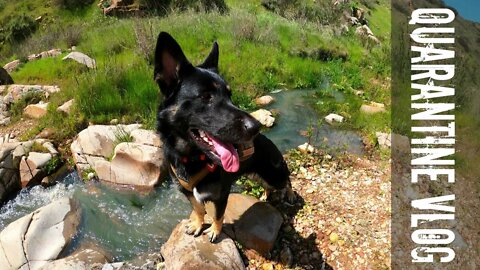 Hiking Grasslands Loop Trail San Diego with my German Shepherd - Quarantine Vlog