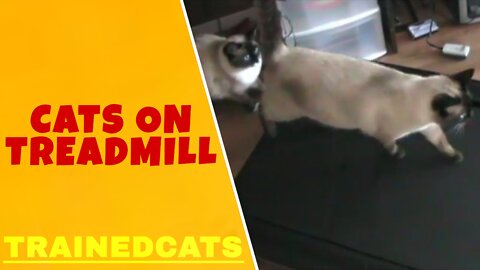 Curious Kittens Test Out Treadmill