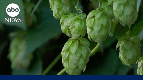 Climate change could soon affect the taste of beer, new study says