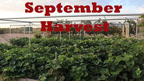 Late Summer Harvest | The Desert Farmer Podcast