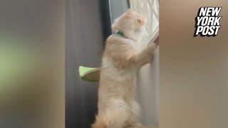Nosy cat eavesdrops on neighbors arguing
