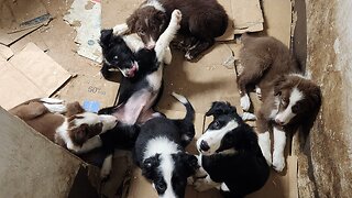 Border Collies Puppies eat, sleep and play