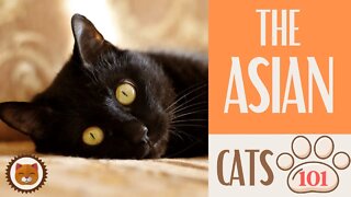 🐱 Cats 101 🐱 ASIAN CAT - Top Cat Facts about the ASIAN #KittensCorner