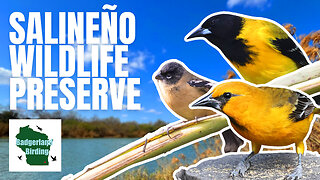 Birding Salineño Wildlife Preserve in South Texas!