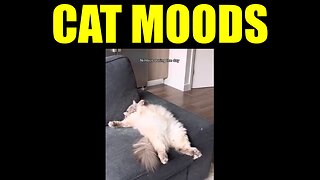 Cat Moods