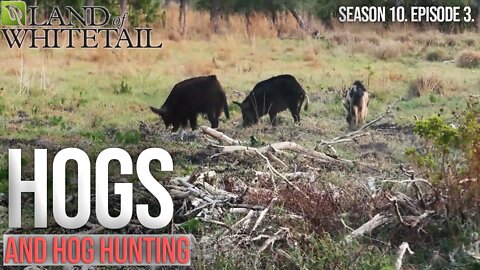 Hogs and Hog Hunting | Land of Whitetail