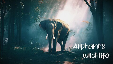 The Growing Popularity Of Aliphant