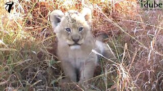 Cute Lion Cubs Explore and Suckle