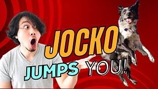 Jocko Jumps YOU! 🐕