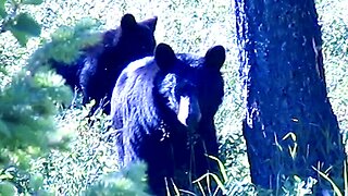 Black Bear Mamma & Cub Approach Campground in Glacier National Park Montana