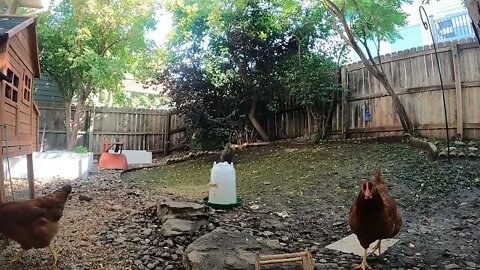 My Backyard Chickens - Episode 97