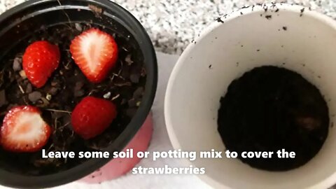 How To Grow Strawberry Plants From Fresh Strawberries =D