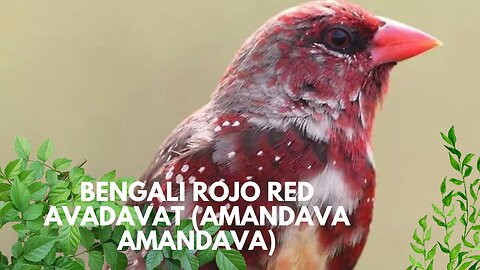 BENGALI ROJO Red Avadavat (Amandava amandava)El bengalí rojo (Amandava amandava)