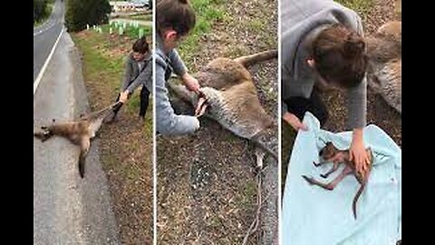 We found a kangaroo baby in road😱😲|| accidentally this moment was to good||