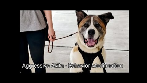 Aggressive Akita (Multiple Bites). The Dog Training Aspect Already Complete, Time For a Follow-up.