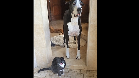 This Great Dane Is Speechless After Seeing What The Cat Does. Can't Blame Her!