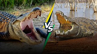 What’s More Dangerous, Alligators or Crocodiles?