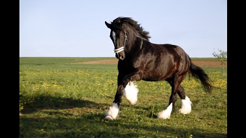 Most Beautiful horse and his baby video