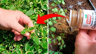 This Is Why You Should Sprinkle Cinnamon On Your Garden