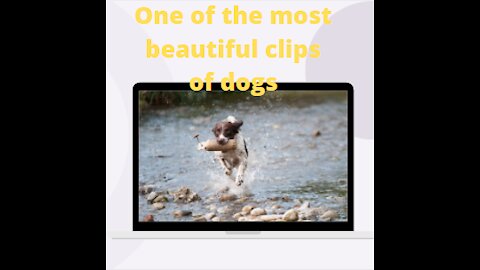 Watch the dog playing in the river water