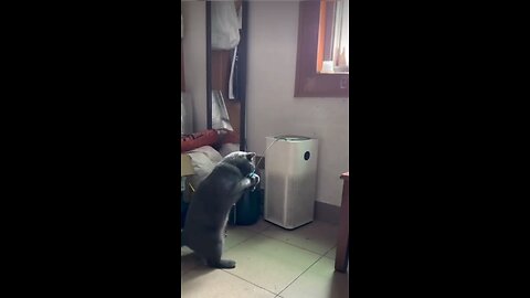new funny animal video for 2024 cat 😺🐈 dog 🐶🐕 funny video