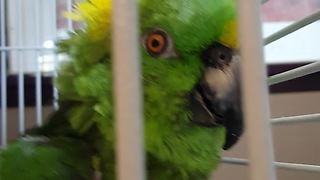 Parrots engage in laugh-off competition